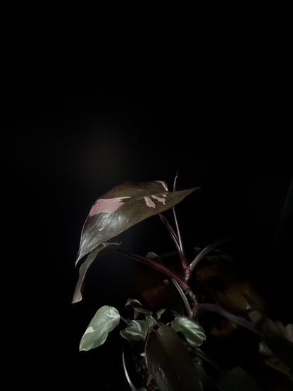 A Philodendron 'Pink Princess' plant with dark green leaves splashed with vibrant pink variegation, against a black background.