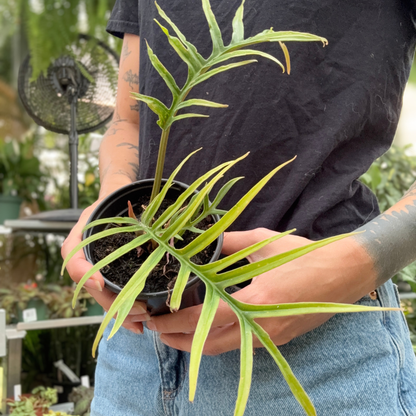 A person holding a potted green philodendron tortum plant with long leaves in a small black nursery pot, photographed in a greenhouse setting
