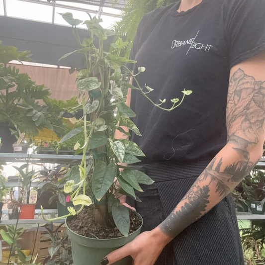 a person holding a potted philodendron blue ghost plant in a greenhouse setting