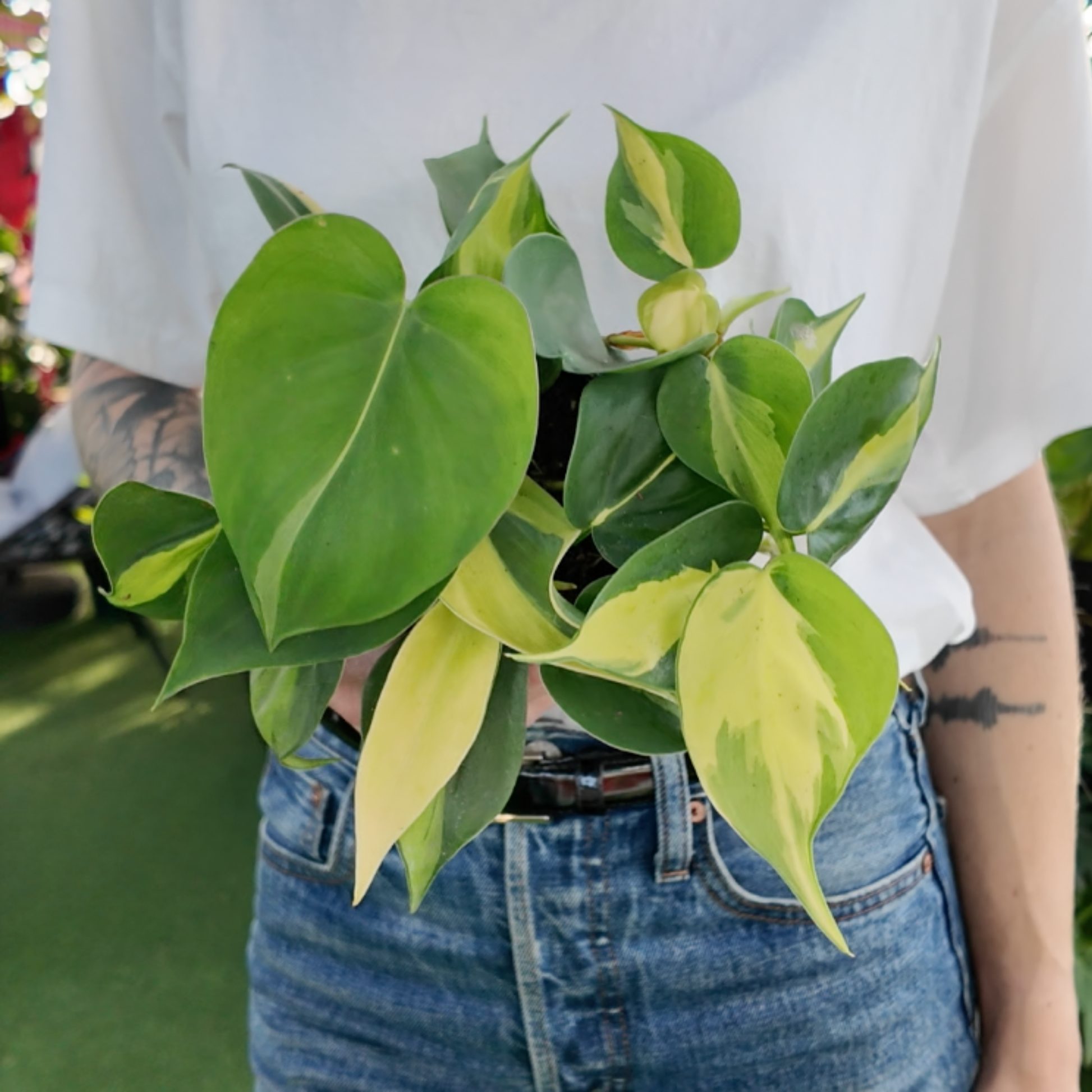 a person holding a potted philodendron Brazil plant in a greenhouse setting
