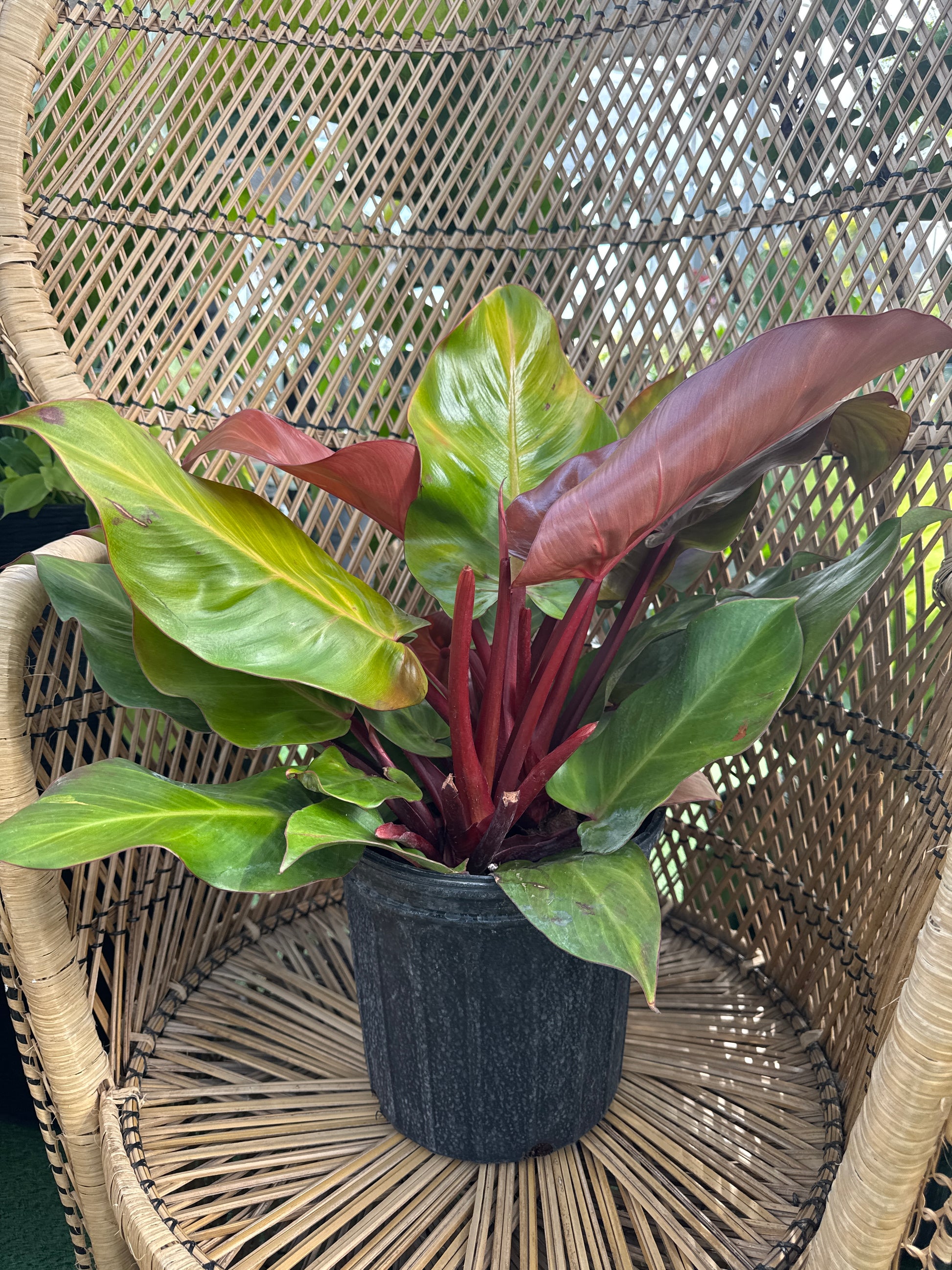 philodendron charol red Philodendron McColley's Finale