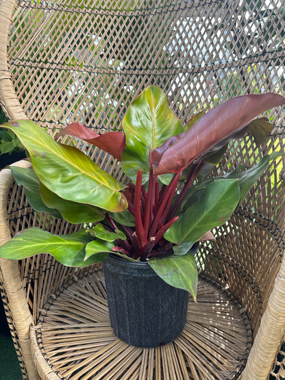 Potted philodendron mccolleys finale plant with red and green leaves on a wicker chair