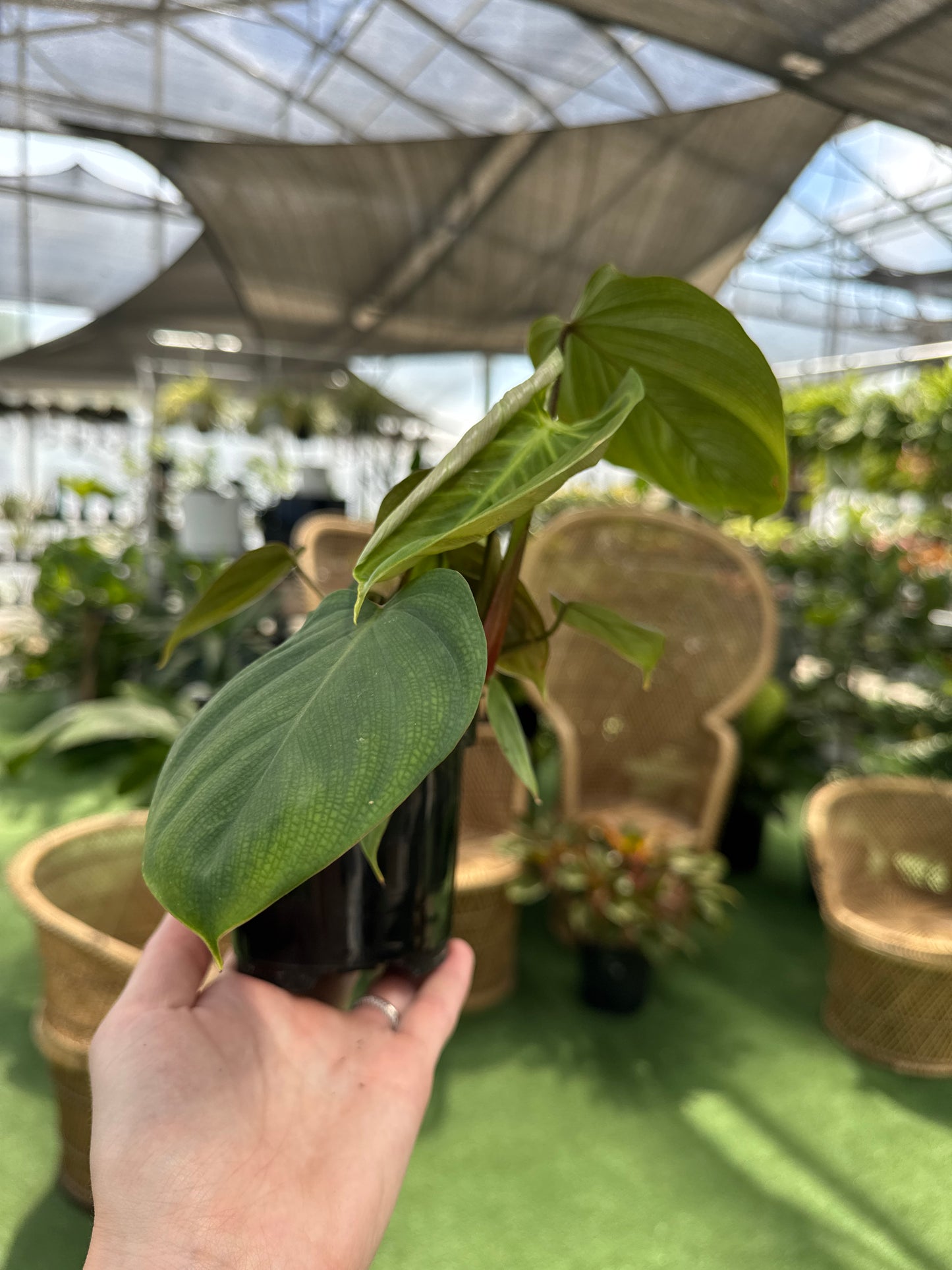 Person holding a green leafy philodendron fuzzy petiole plant with a blurred background