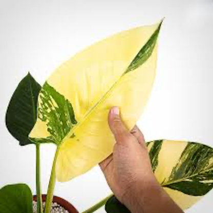 a hand holding the variegated leaf of a philodendron green Congo plant
