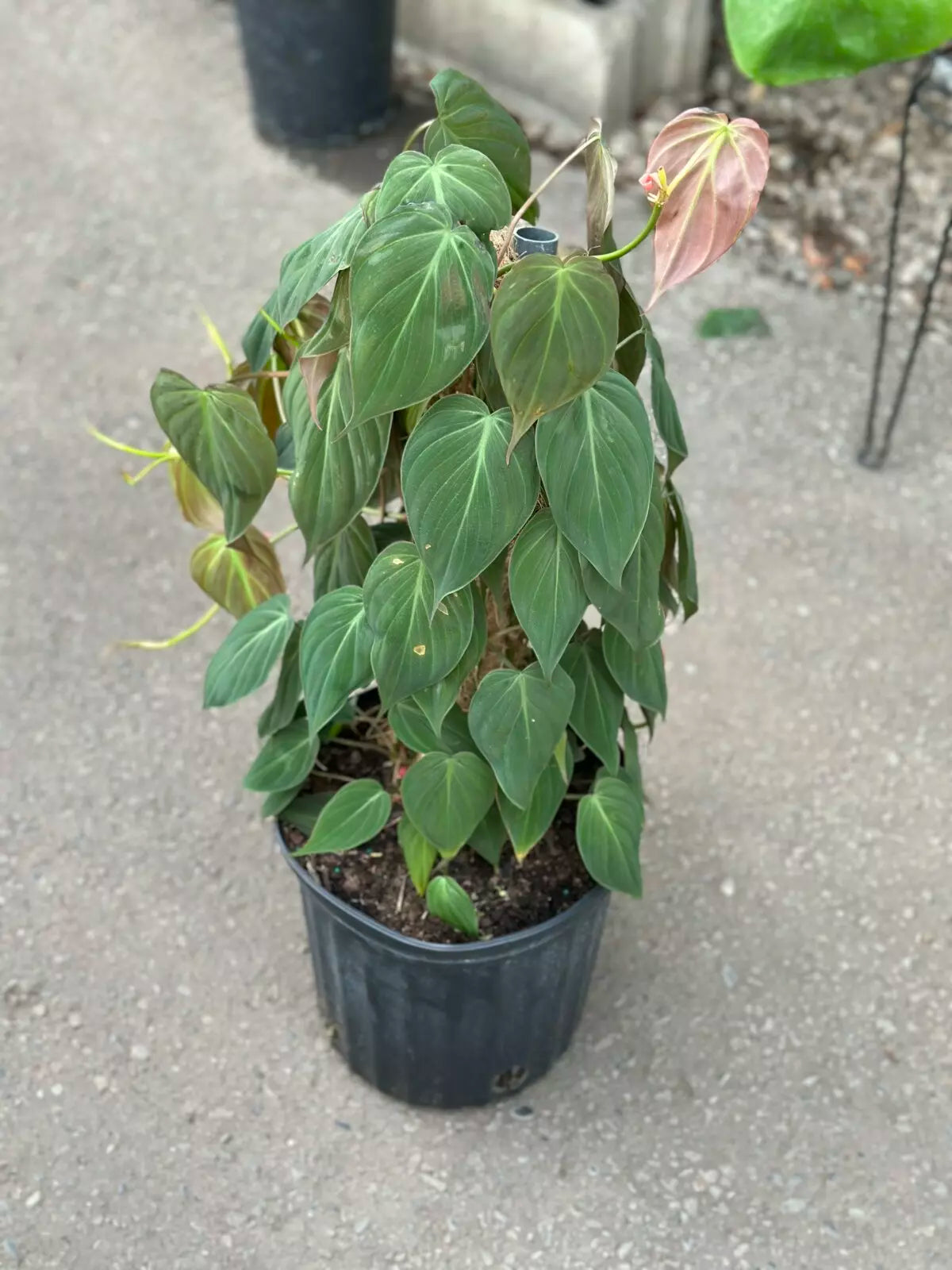 a potted philodendron micans plant on a concrete surface
