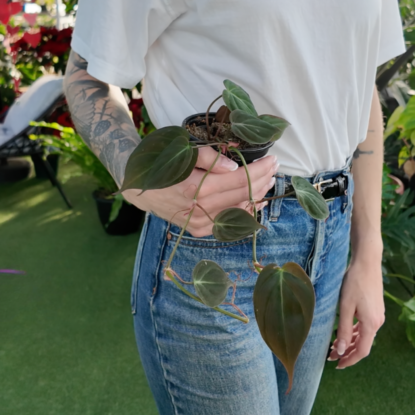 person holding a potted philodendron micans plant in a greenhouse setting