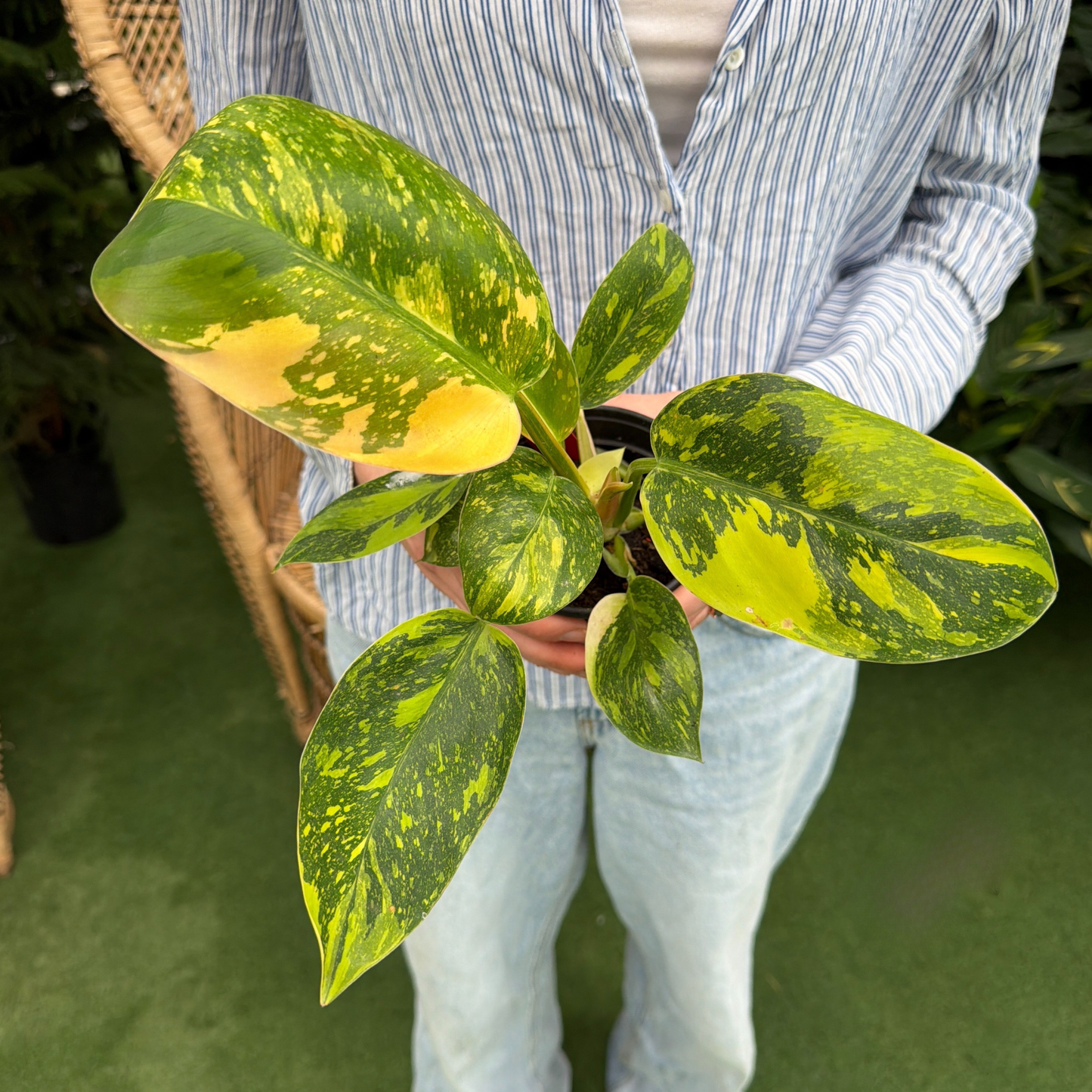 a person holding a potted philodendron Congo nuclear plant in a greenhouse setting