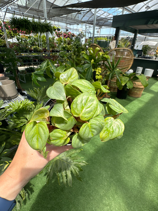 Hand holding a potted philodendron ornatum giant silver  plant in a greenhouse setting