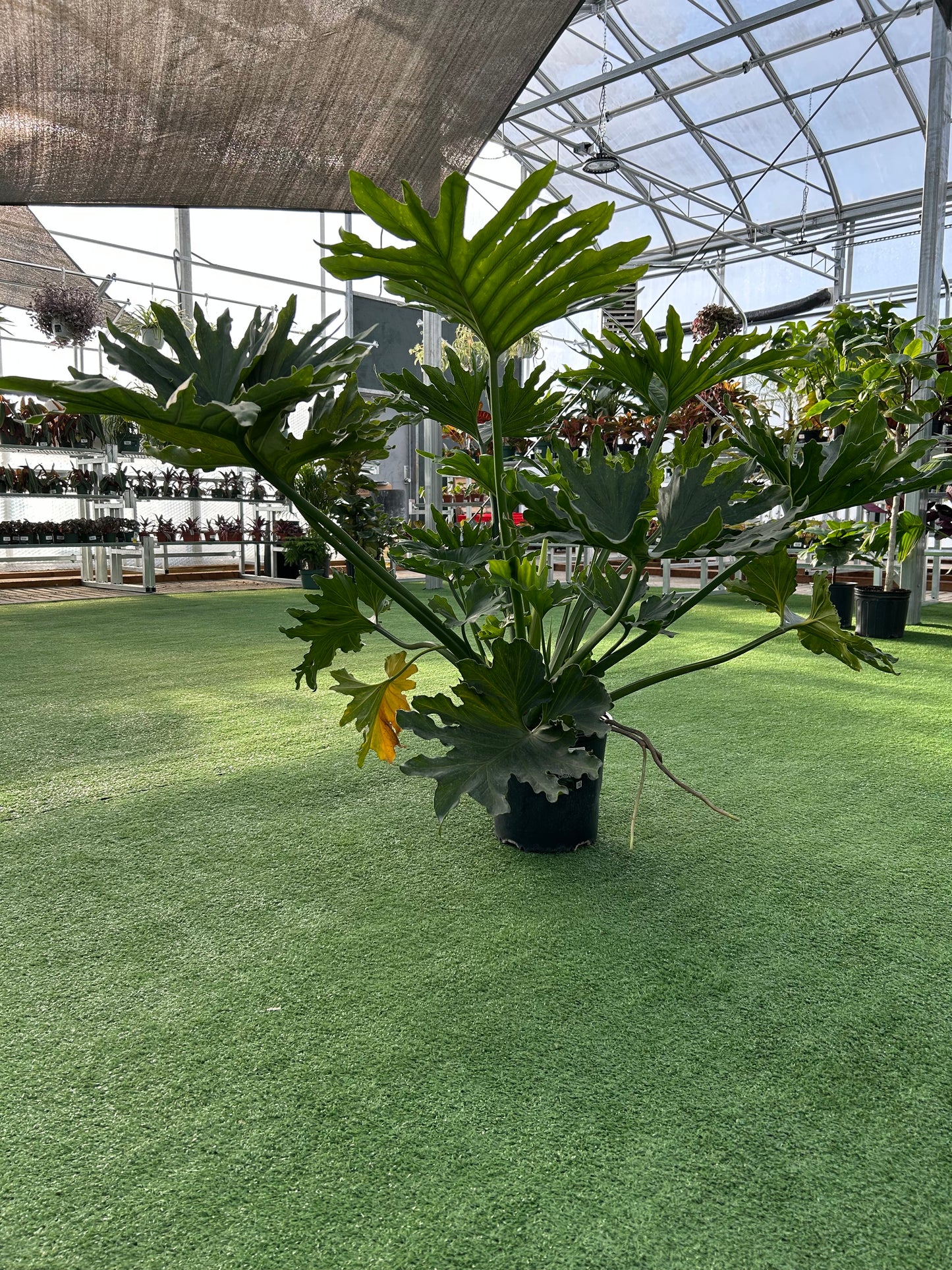 A potted Philodendron Selloum plant with large glossy lobed leaves, displayed on a faux green background inside a greenhouse.
