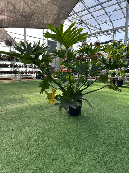 A potted Philodendron Selloum plant with large glossy lobed leaves, displayed on a faux green background inside a greenhouse.