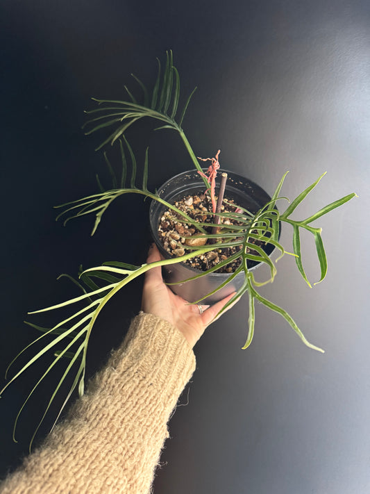 Hand holding a potted philodendron tortum plant against a dark background
