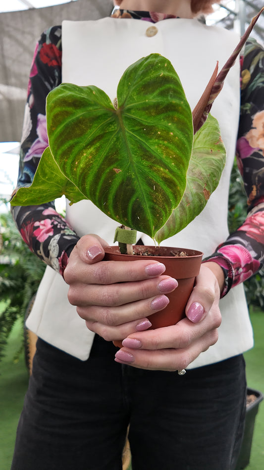 Person holding a potted philodendron verrucosum plant in a greenhouse setting