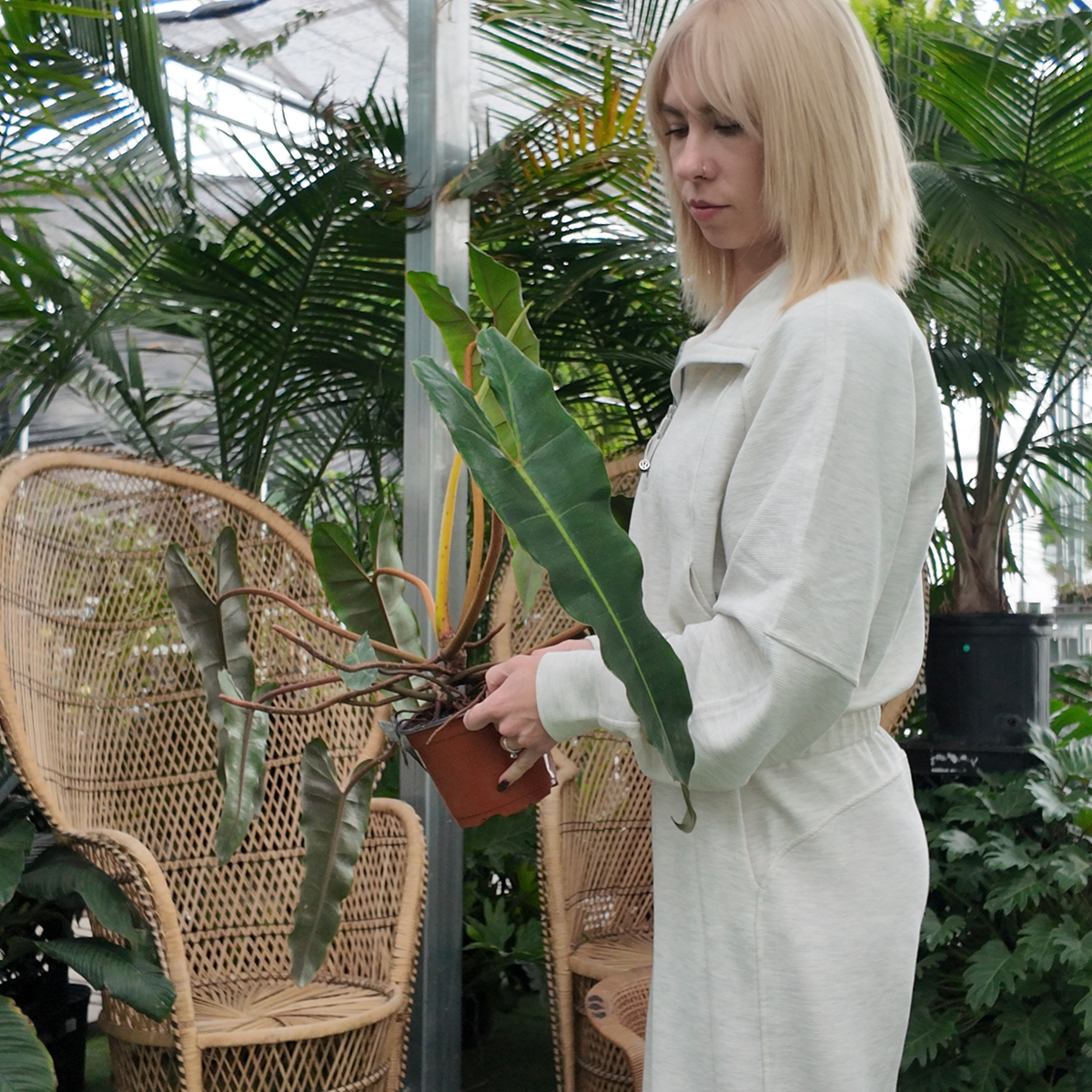a person in an all white outfit holding a potted green philodendron billietiae black with long arrow like leaves plant in a greenhouse setting