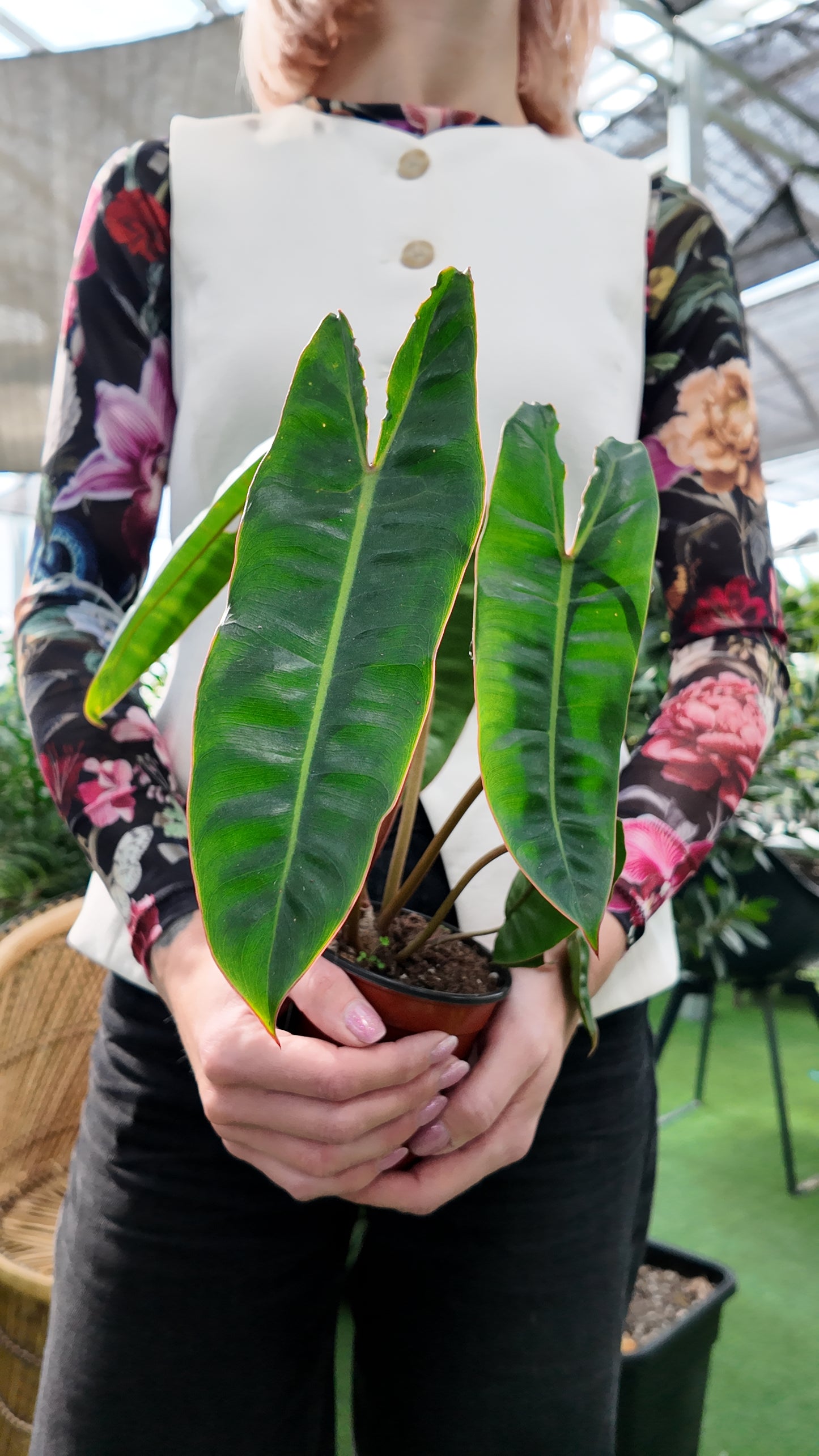 Person holding a potted philodendron billietae plant with large green leaves in an indoor greenhouse setting