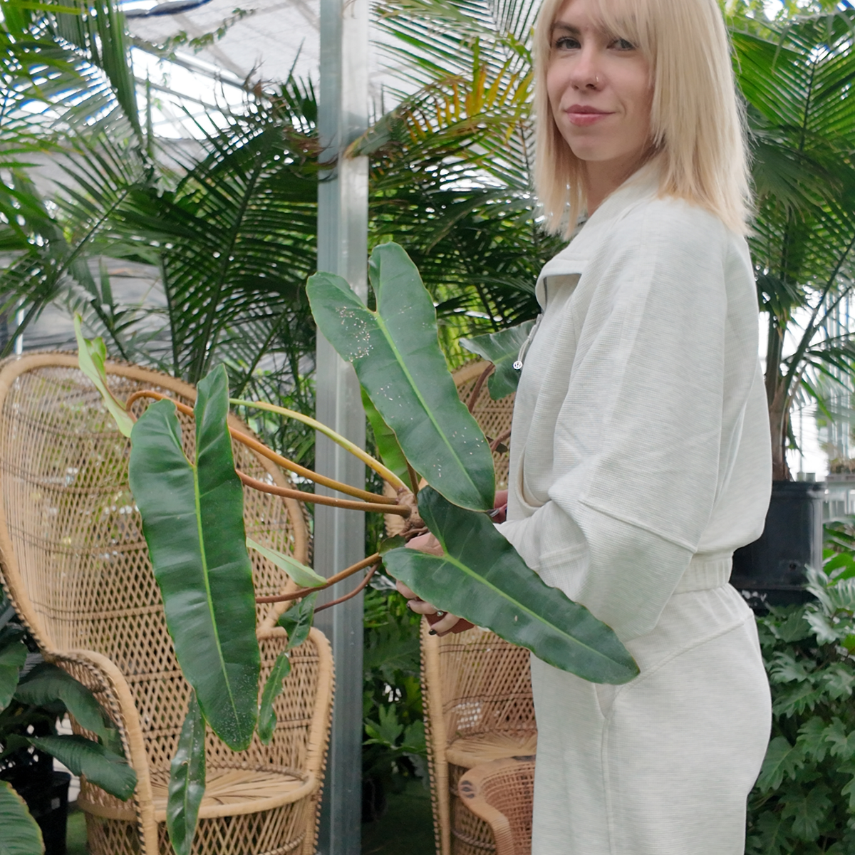 a person in an all white outfit holding a potted green philodendron billietiae black with long arrow like leaves plant in a greenhouse setting