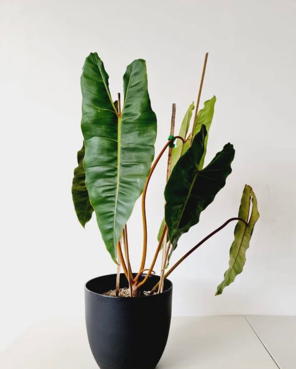 Potted plant with large green leaves on a white background