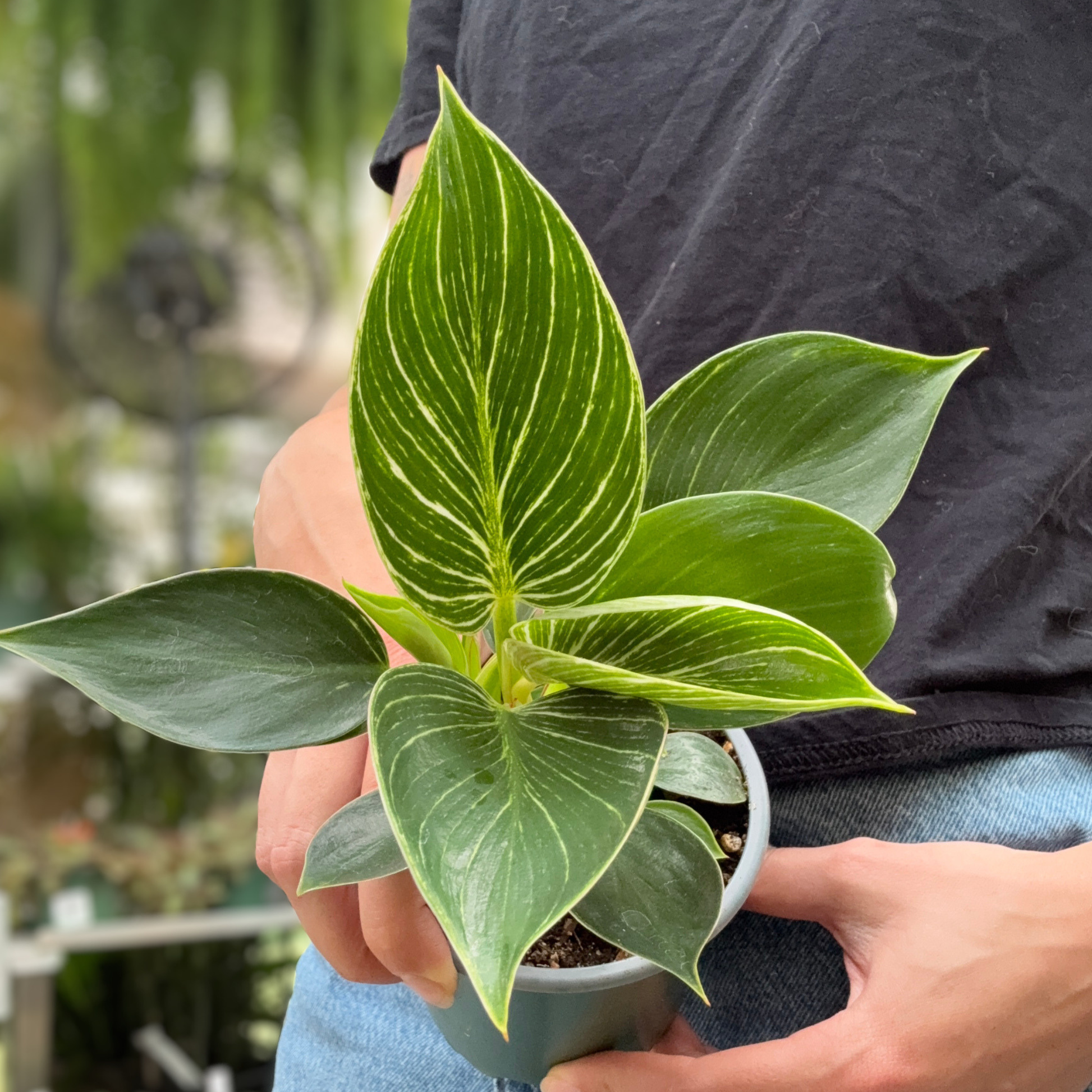 a person holding a potted philodendron Birkin plant in a greenhouse setting