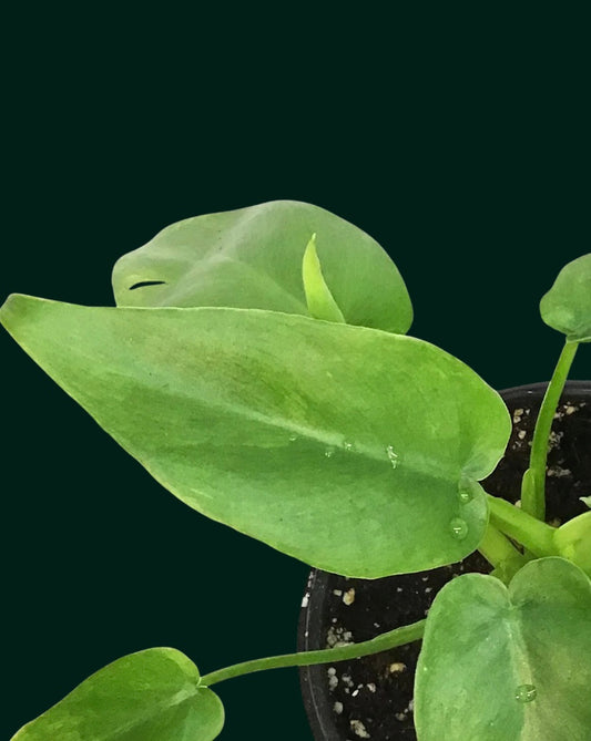 Close-up of a green leafy houseplant with a dark background