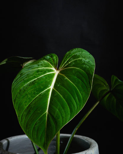 Philodendron Glorissum