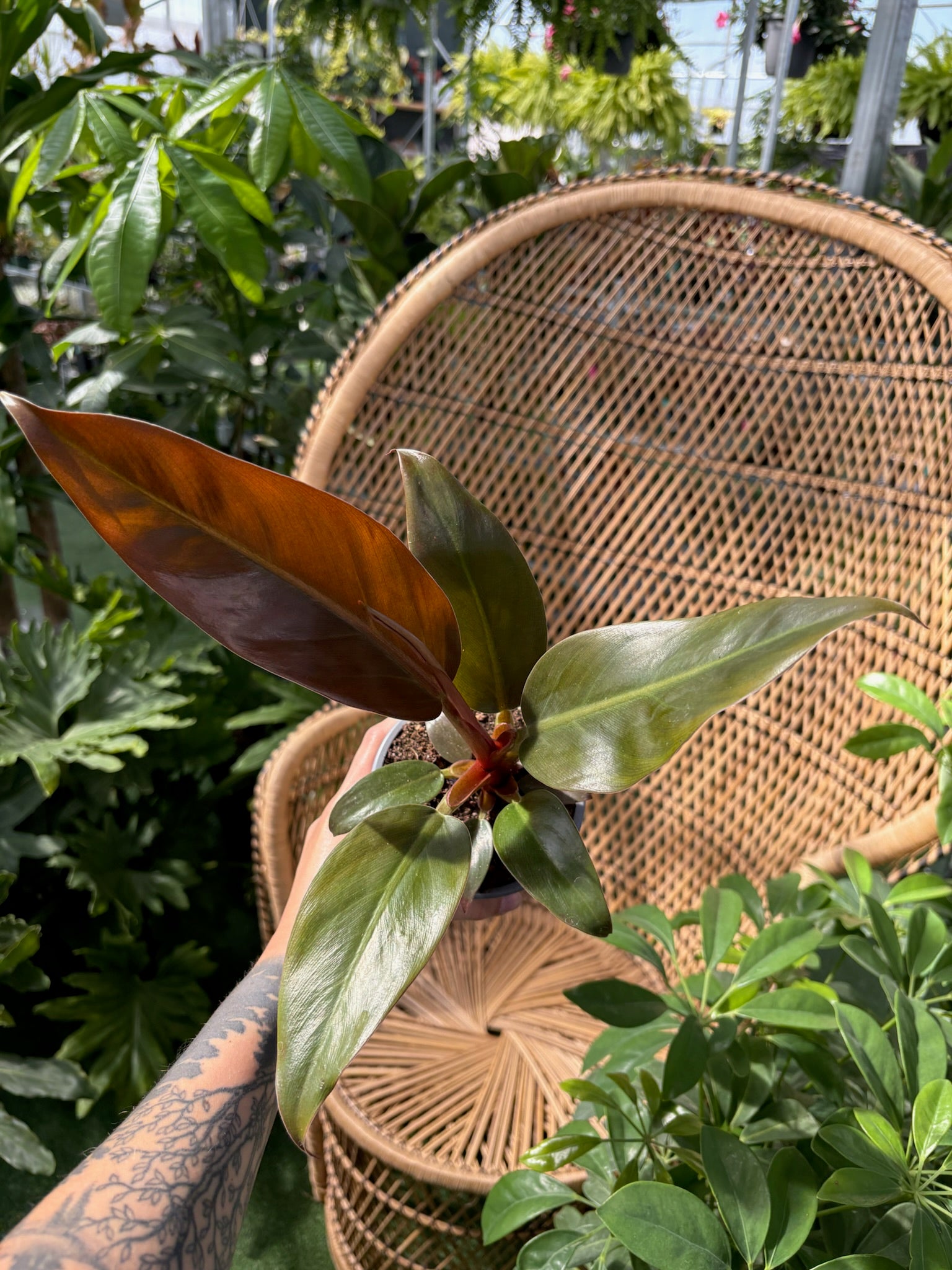 Person holding a leafy plant with a woven chair and greenery in the background