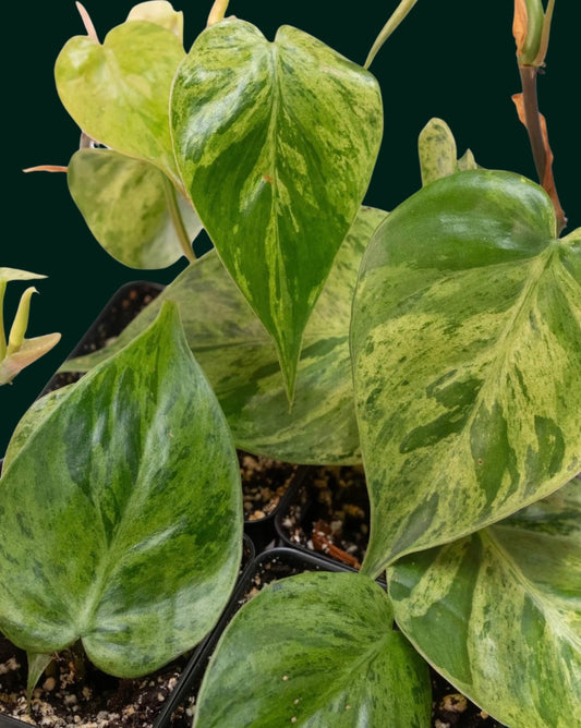 a picture of philodendron neon variegated leaves on a black background 