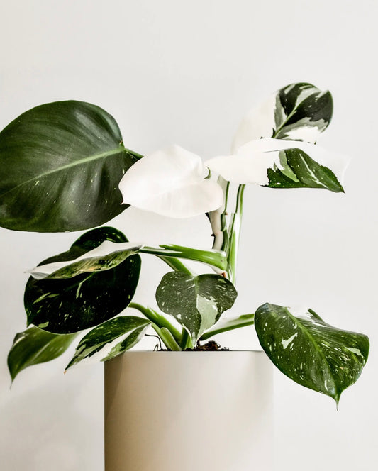 Potted plant with green leaves with white variegation and a white background