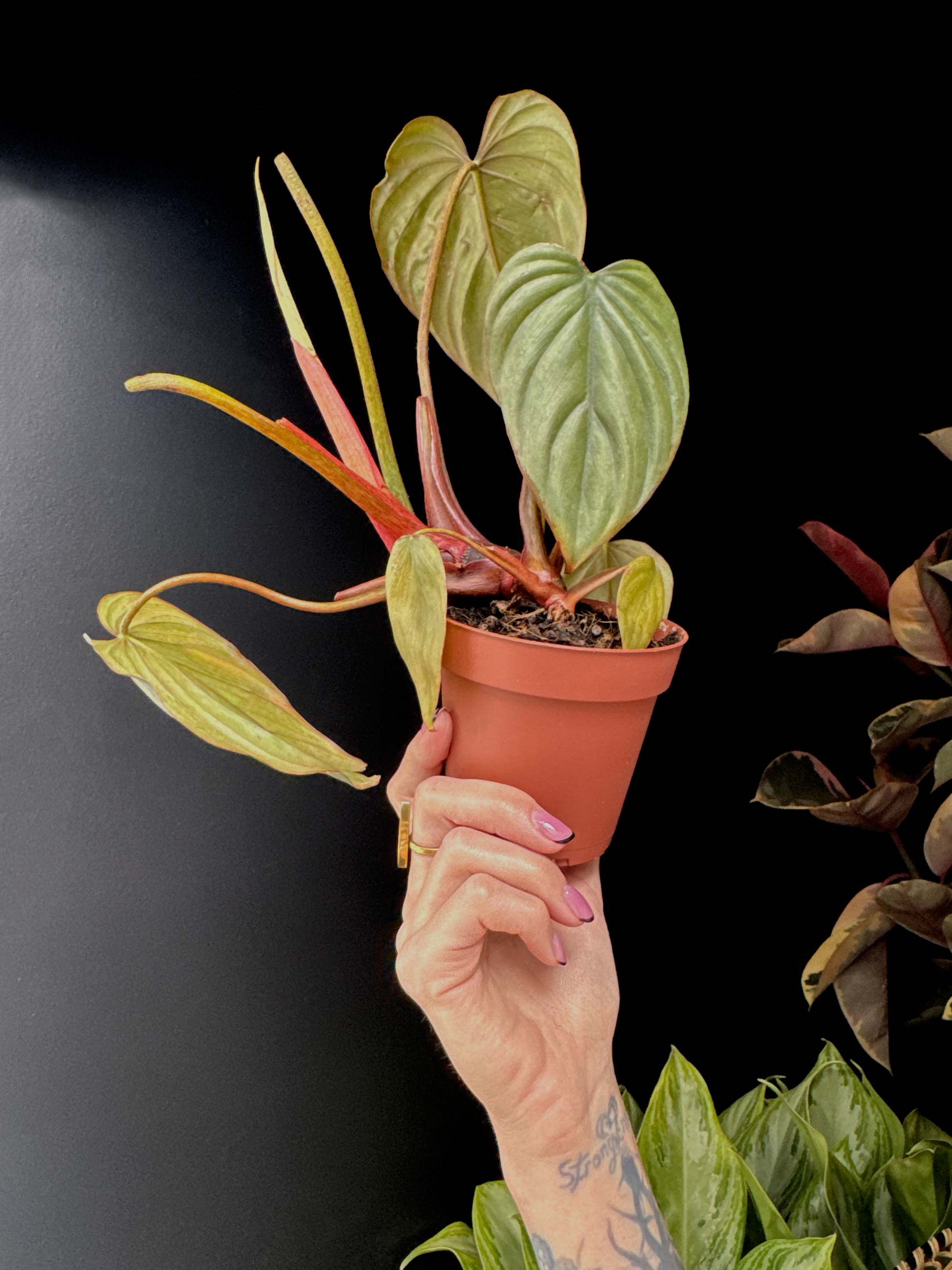 Hand holding a potted Philo Columbia plant with heart shaped green leaves with red stems against a black background