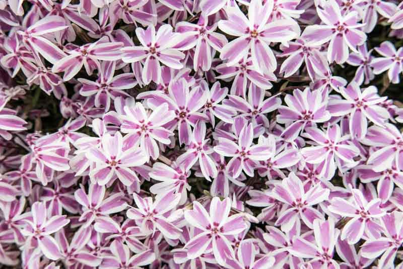 Candy Stripe Creeping Phlox