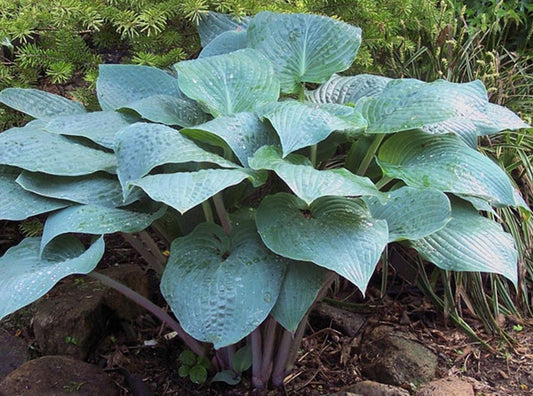 Hosta muffin aux myrtilles