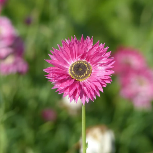 Close-up of a pink pierrot red flower with a blurred green background