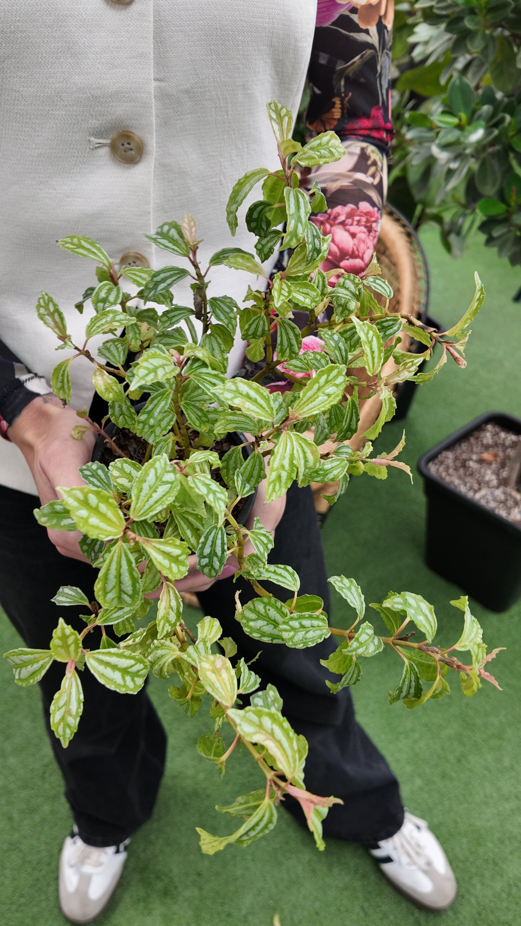 Person holding a potted pilea aluminum plant with green leaves and pink flowers on a grassy background.