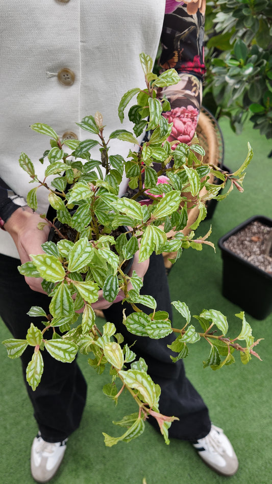 Person holding a potted pilea aluminum plant with green leaves and pink flowers on a grassy background.