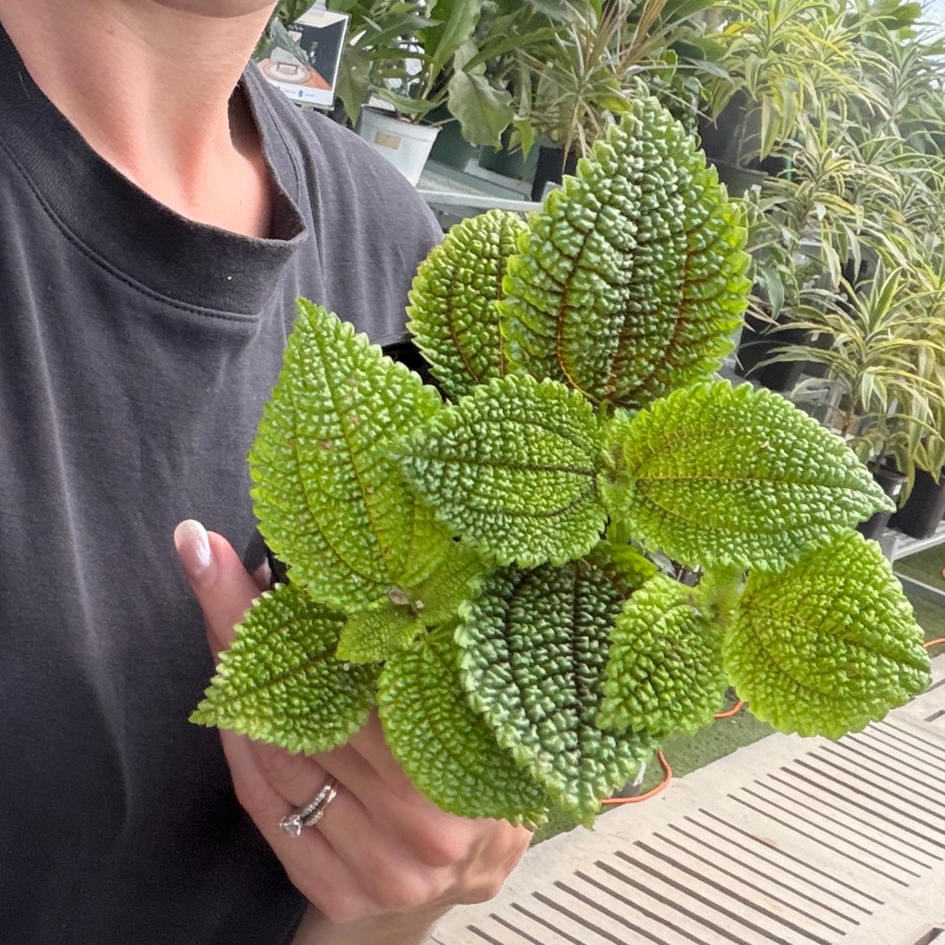 A person holding a vibrant green textured pilea moon valley plant, against a background of other potted plants.