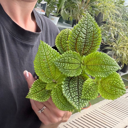 A person holding a vibrant green textured pilea moon valley plant, against a background of other potted plants.