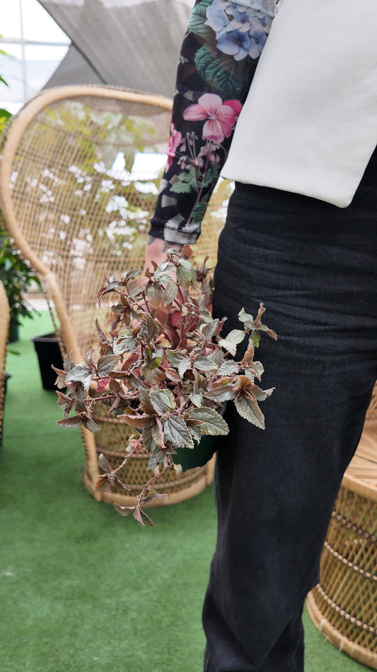 Person holding a small potted pilea silver tree plant in an indoor setting with wicker furniture.