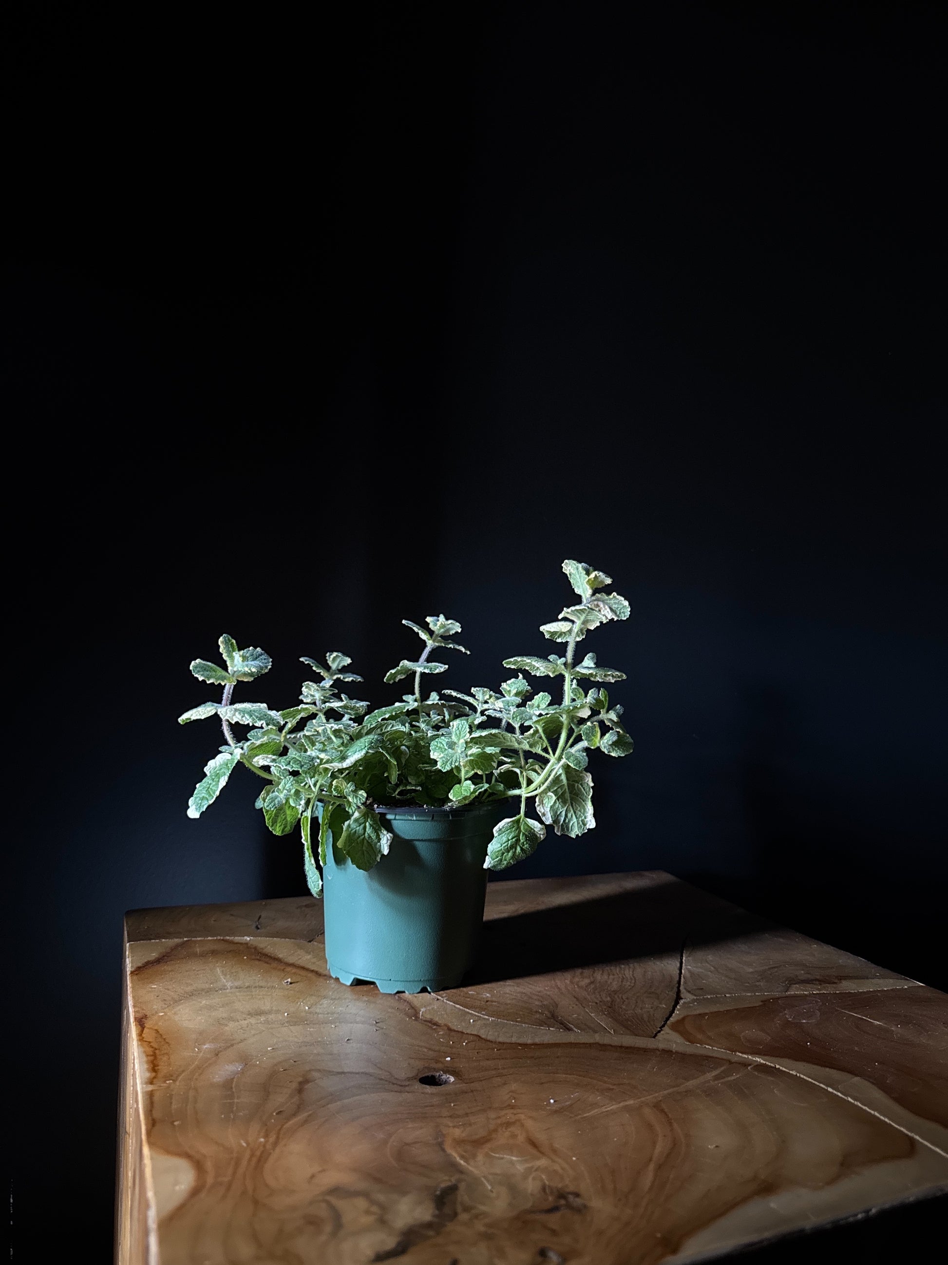 pineapple mint plant on wooden surface with black background