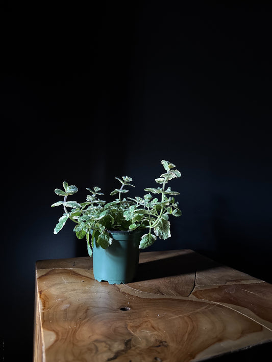 pineapple mint plant on wooden surface with black background