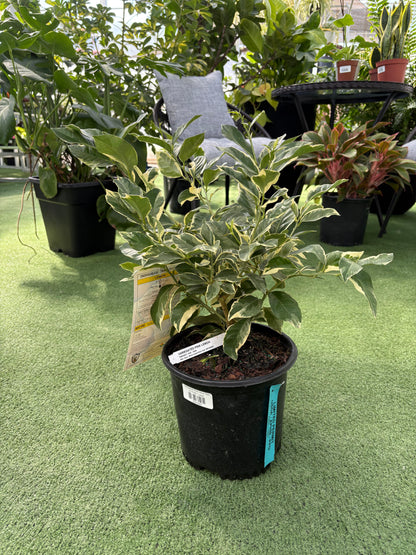Potted pink lemon plant on a green surface with other plants in the background