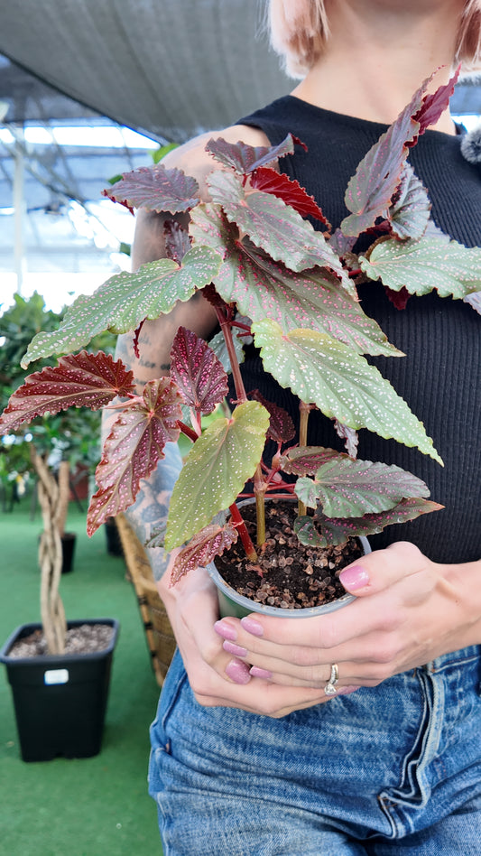 Person holding a potted begonia 'pink angel wing' plant with variegated leaves in an indoor greenhouse setting