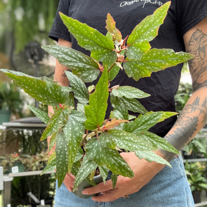 a person holding a potted begonia pink angel wing house plant in a greenhouse setting