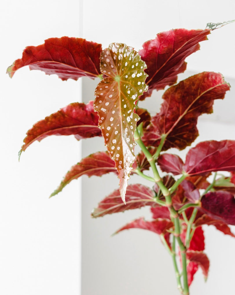 Close-up of a plant with red / pink and green leaves with white polka dots on a white background