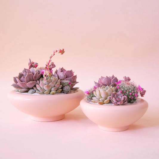 two wide rounded pale pink planters with assorted cacti and succulent planted in them with a pale pink background