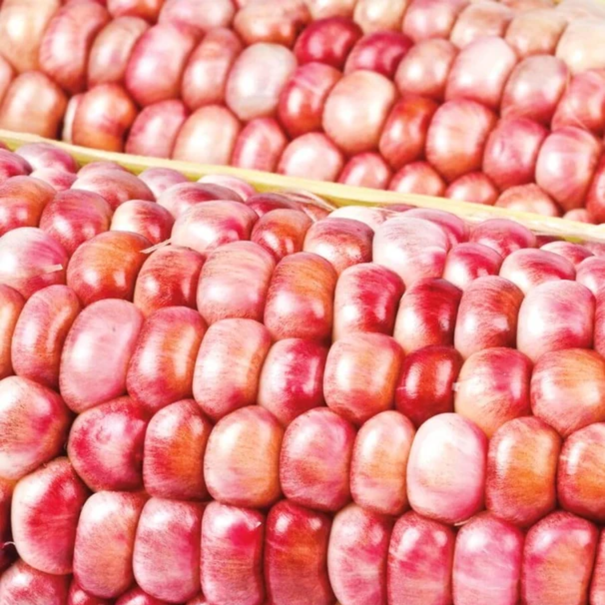 a close up of two ears of corn with bright pink kernels