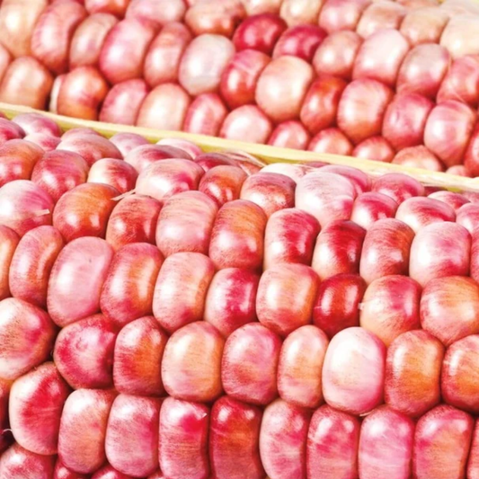 a close up of two ears of corn with bright pink kernels