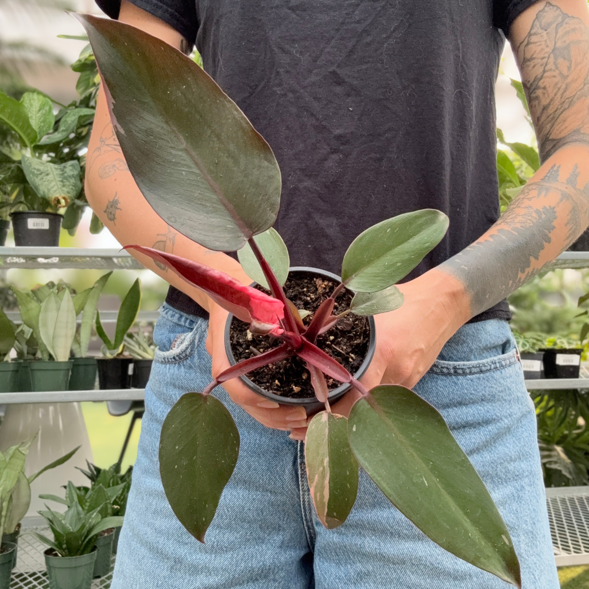 A person in a black t-shirt and blue jeans holds a small potted Philodendron pink princess plant with dark reddish-brown leaves and a bright red new growth in a greenhouse.