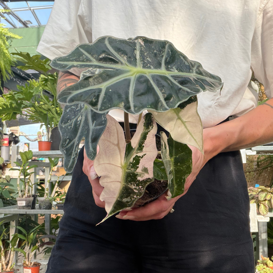 a person holding an alocasia pink poly variegated plant in a greenhouse setting