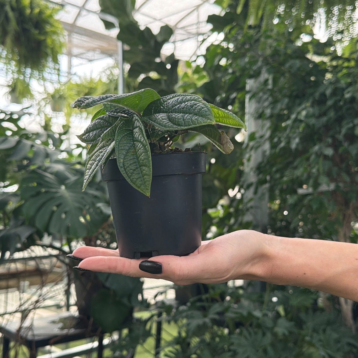 a hand holding a potted piper parmatum plant with textured leaves in a greenhouse setting