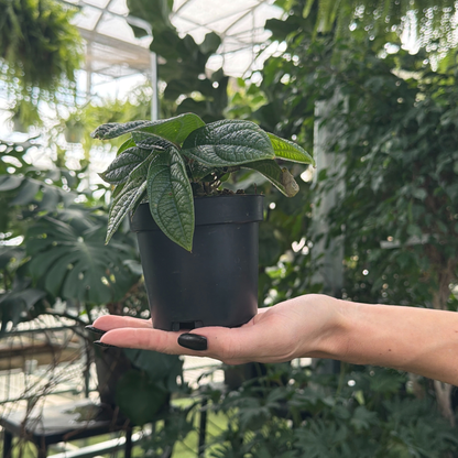 a hand holding a potted piper parmatum plant with textured leaves in a greenhouse setting