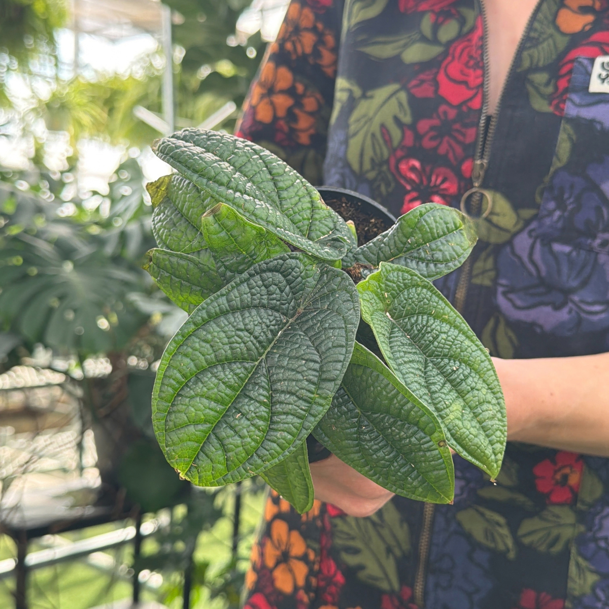 a person in a colourful floral jumpsuit holding a potted piper parmatum plant with textured leaves in a greenhouse setting