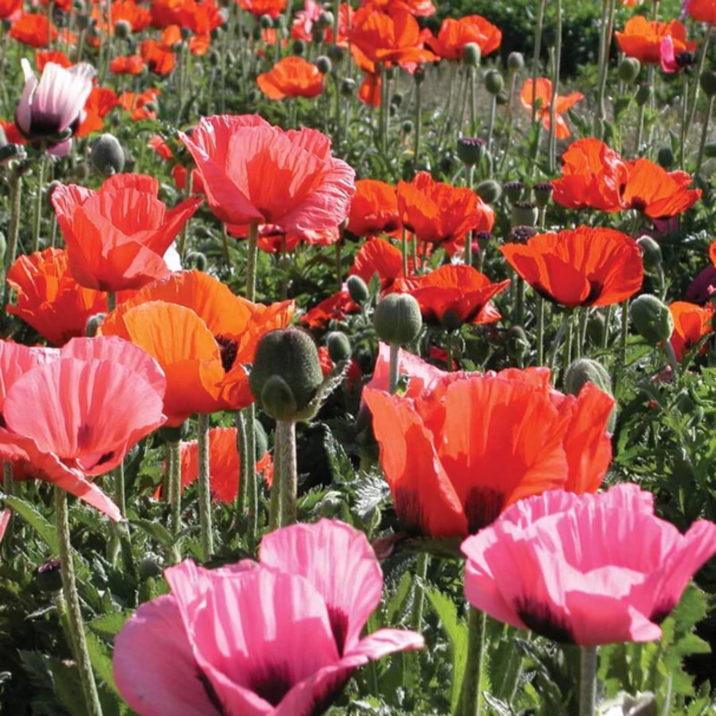 a field of brightly coloured orange and pink pizzicato poppy flowers